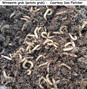 Poss Wireworm grub (potato grub) -  Courtesy Dan Fletcher wm 